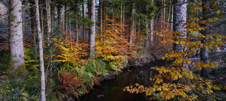 Forest stream in autumn with tall birch trees and golden foliage reflected in dark water.