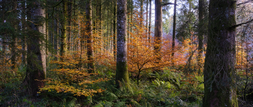 Autumn forest with tall evergreen trees framing golden-orange foliage in the background.