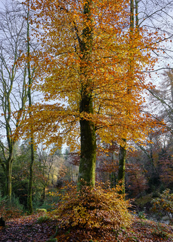 Tall tree with golden-orange autumn foliage surrounded by bare branches in a forest setting.