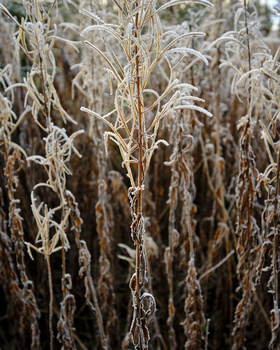 Frost-covered dried corn stalks with selective focus on a single central stalk.
