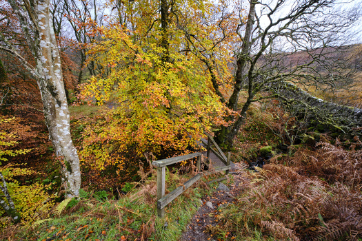 Wooden gate in autumn forest with golden birch tree and rolling hills in background.