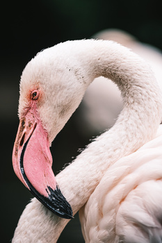 Close-up of a flamingo's head and neck showing pink plumage and curved bill against a soft, blurred background.