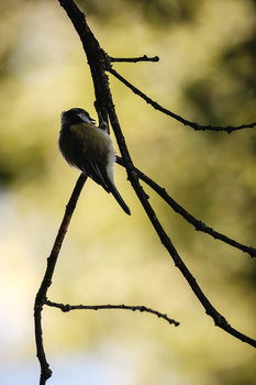 Small bird perched on thin branches in silhouette against a soft, blurred yellow-green background.
