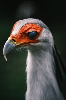 Close-up portrait of a secretary bird's head showing white plumage, orange facial skin, and dark eye against blurred green background.