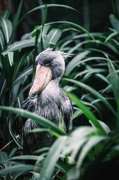 Great blue heron surrounded by green foliage, photographed in natural daylight with soft, diffused lighting.