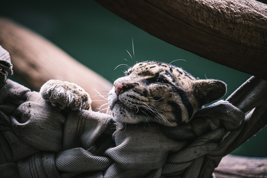 Young tiger cub resting on a handler's arms against a teal background.
