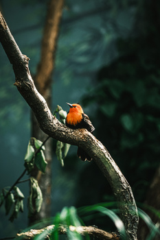 Robin perched on a lichen-covered branch with blurred foliage in background.