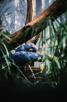 Kingfisher perched on a moss-covered branch with blurred green foliage in background.