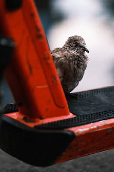 Small gray bird perched on red metal equipment against blurred background.
