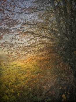 Bare tree branches silhouetted against a golden-hour landscape with warm light filtering through foliage.