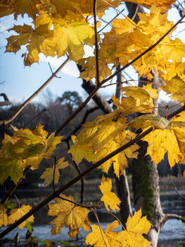 Bright golden maple leaves backlit by sunlight against a blue sky, with bare branches and a blurred landscape behind.