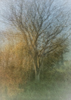 Bare tree with delicate branches rendered in soft, layered tones suggesting watercolor or painterly post-processing.