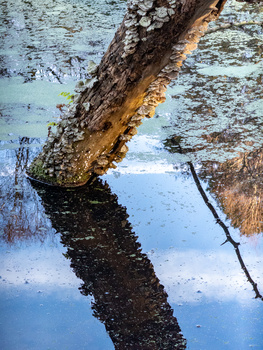 Gnarled tree trunk reflected in still water with blue sky and brown reeds visible in the mirror image.