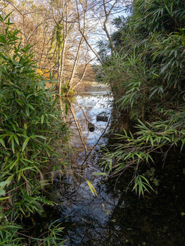 View through dense bamboo foliage toward a calm river or pond with bare trees beyond.