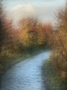 Calm stream flowing through bare autumn trees under overcast sky.