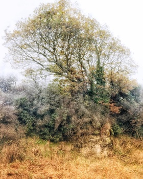 Solitary tree with delicate foliage standing in overgrown grassland with dense woodland background.
