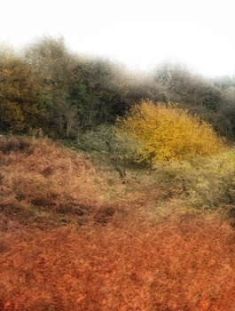 Hillside landscape with layered autumn foliage in warm earth tones and muted greens.