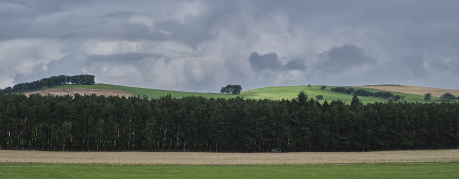 Rolling green hillside with coniferous forest in foreground and layered agricultural fields under cloudy sky.