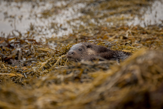 River otter among seaweed and rocks along a shoreline.