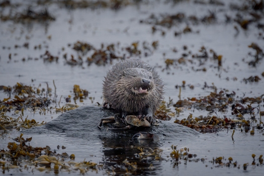 Sea otter swimming in shallow water surrounded by kelp and seaweed.
