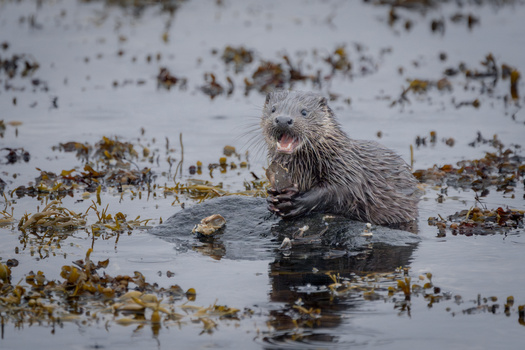 River otter swimming among kelp and seaweed in shallow tidal waters.
