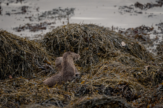 Otter perched on kelp-covered rocks in shallow tidal water.