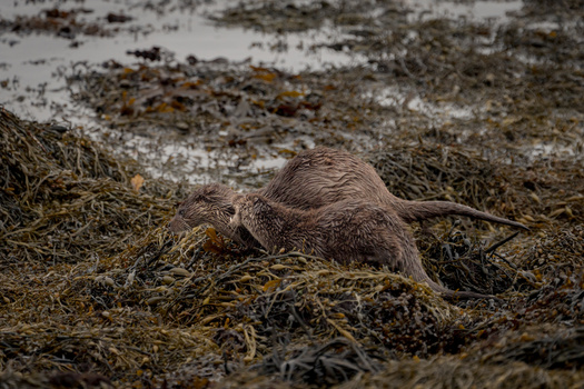 Otter stretching on wet ground covered with seaweed and debris.
