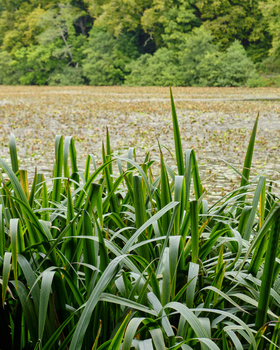 Young corn plants in early growth stage with blurred forest treeline in background.