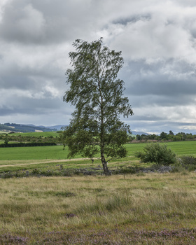 Solitary birch tree in a grassy meadow with cultivated fields and distant hills under an overcast sky.
