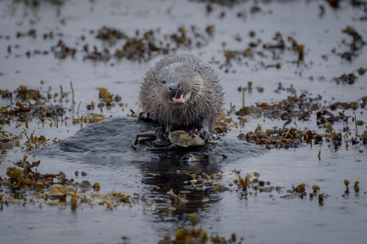 Sea otter floating in shallow water surrounded by kelp and seaweed.