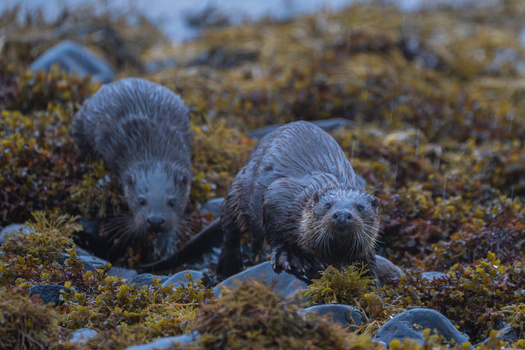 Two otters on moss-covered rocks in shallow water, both facing toward the camera.