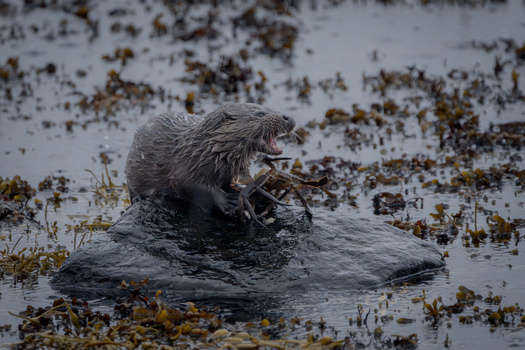 Sea otter resting on a rock in shallow water surrounded by kelp and seaweed.