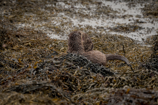 Otter swimming in shallow water near muddy bank with grass and vegetation visible.