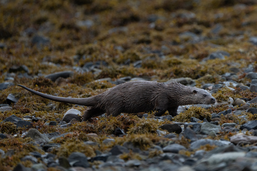 Small rodent with gray fur and long tail walking across rocky, moss-covered ground.