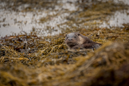 Sea otter resting among kelp and rocky substrate in shallow water.
