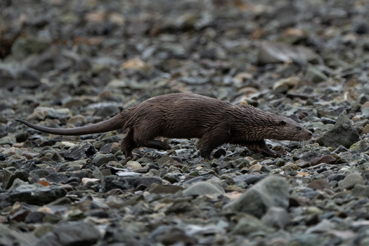 Small brown rodent walking across rocky ground in profile view.