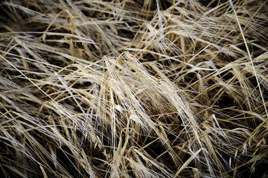 Close-up of dried barley or wheat stalks with prominent awns backlit by natural light.