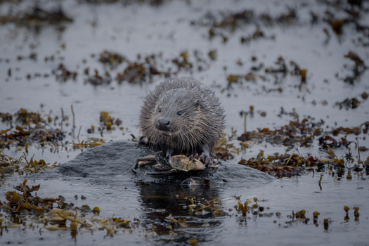 Nutria or coypu emerging from shallow water surrounded by marsh vegetation and sediment.