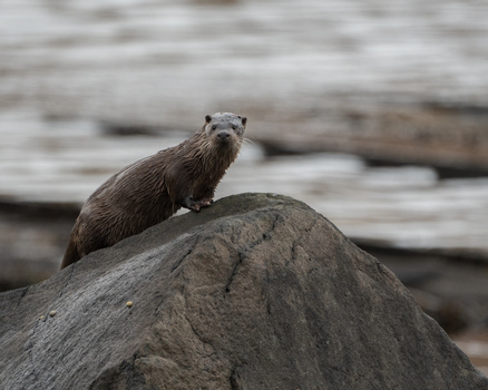 Otter standing on a large rock, alert and looking toward the camera with water and driftwood in the background.