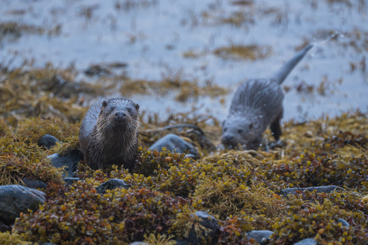 Two otters on mossy rocks near shallow water, with one looking directly at the camera.