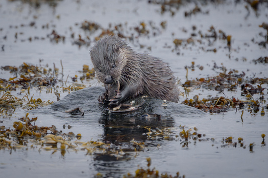 Nutria feeding in shallow water surrounded by aquatic vegetation and mud.