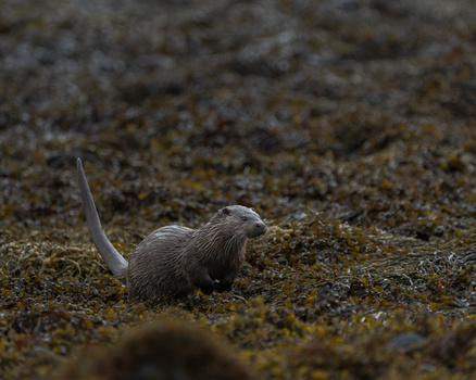 Small otter on sandy ground with shallow depth of field and blurred background.