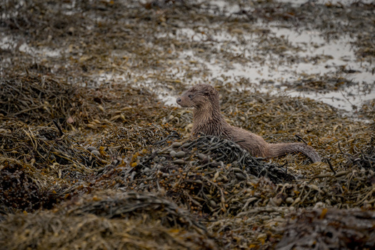 Small shorebird foraging among kelp and seaweed on a rocky beach.