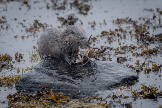 Otter climbing onto a wet rock surrounded by seaweed and shallow water.