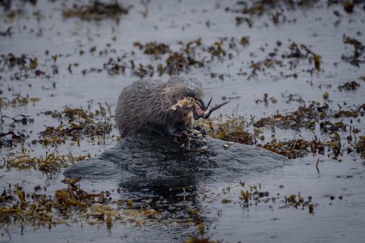 Nutria swimming in shallow water surrounded by aquatic vegetation and debris.