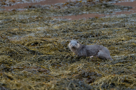 Otter on muddy ground covered with dried grass and vegetation.