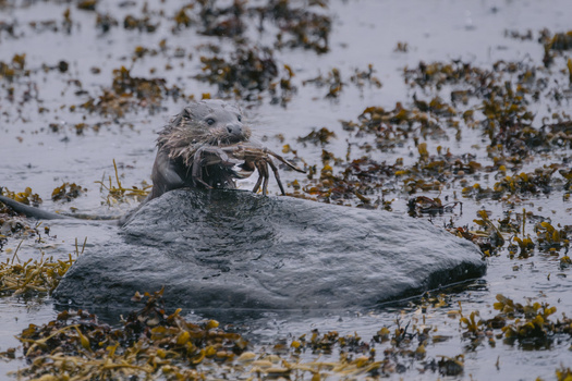 Otter perched on a wet rock surrounded by seaweed and shallow water.