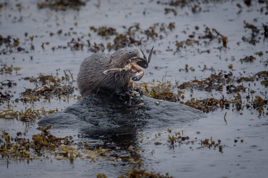 Otter swimming in shallow water surrounded by floating seaweed and debris.