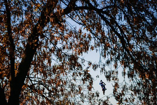 Upward view through birch tree branches with golden autumn foliage and blue sky visible between bare limbs.