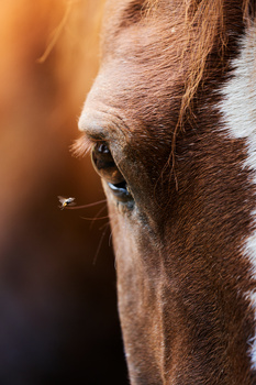 Close-up profile of a brown and white horse's head with warm golden sunlight illuminating its face.